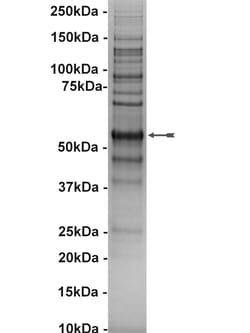 Eurofins DiscoverX NEK2 Protein, Active 10 &mu;g | Buy Online | Eurofins DiscoverX | Fisher Scientific